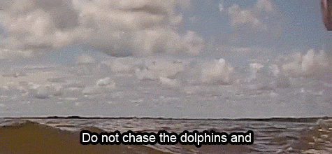 Animated GIFs of jumping dolphins to promote responsible dolphin watching Animated GIFs of jumping dolphins to promote responsible dolphin watching