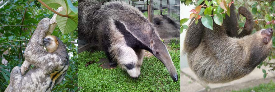Our Xenarthra Friends