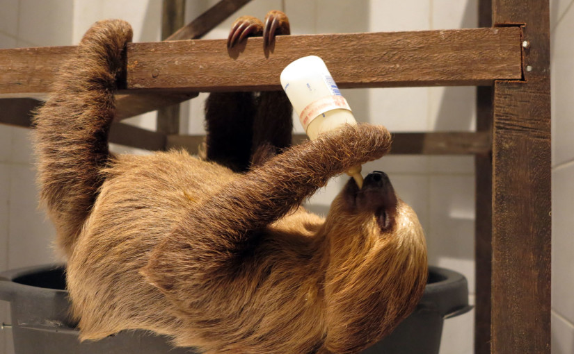 International Sloth Day picture report International Sloth Day picture report