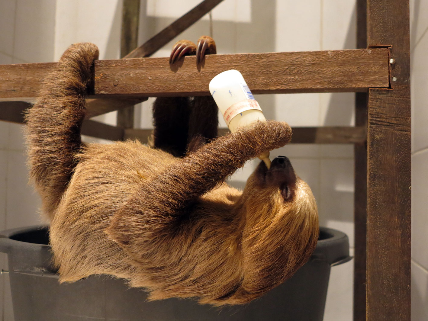 Help a sloth like this guy!