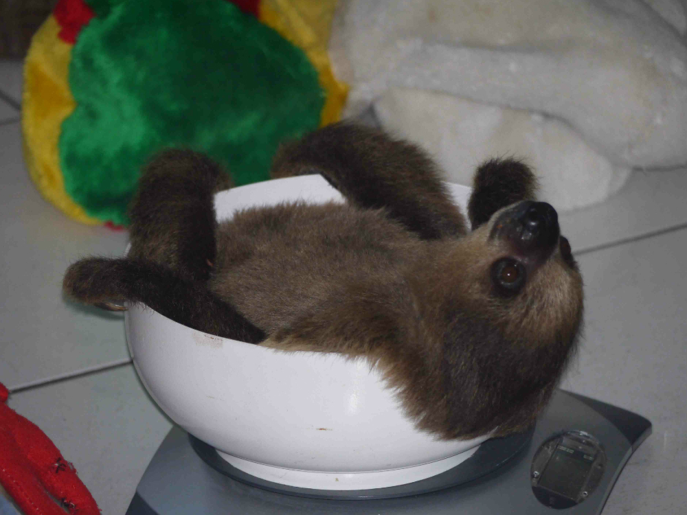 Slothaggedon: The Story of a Sloth Rescue Slothaggedon: The Story of a Sloth Rescue
