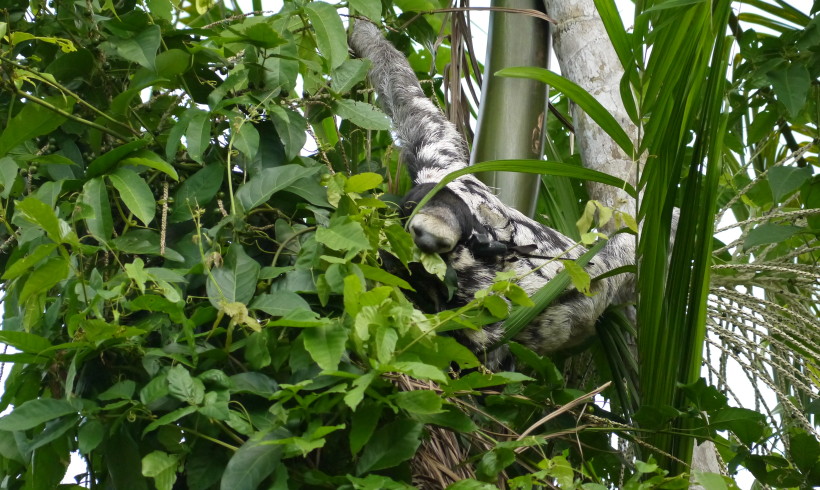 Sloth tracking & a three-toed cheer for Ann & Houtje! Sloth tracking & a three-toed cheer for Ann & Houtje!