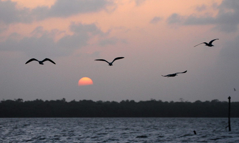 Dolphin trip 24 January 2016 Dolphin trip 24 January 2016