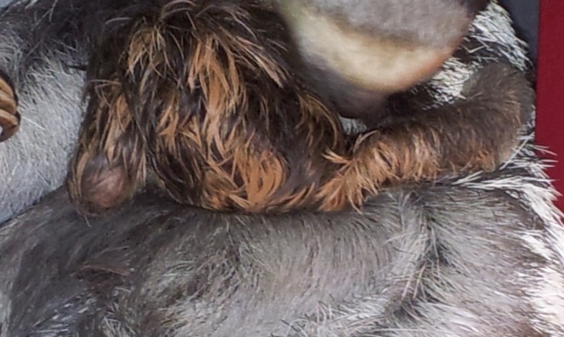 Diary of a Baby Sloth 1 Diary of a Baby Sloth 1