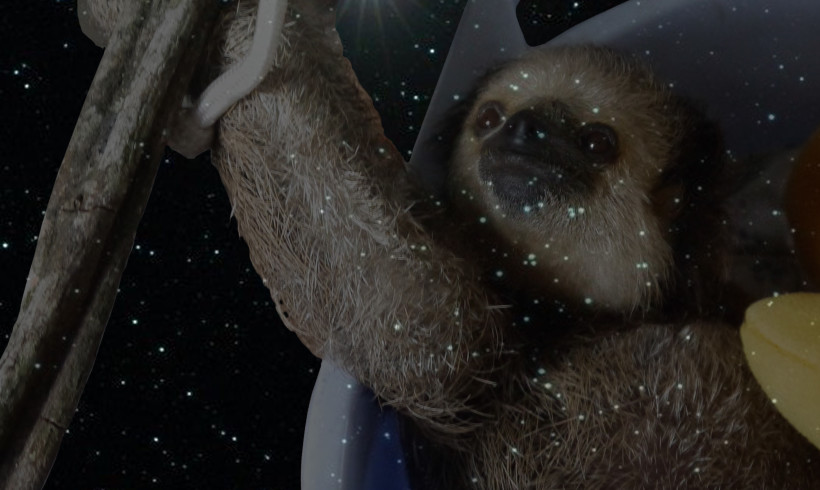 One Little Bright Star was added to the Constellation of Sloth One Little Bright Star was added to the Constellation of Sloth