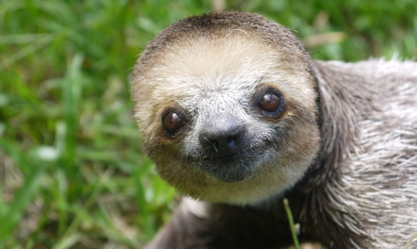 Sit Back and Relax, it’s International Sloth Day! Sit Back and Relax, it’s International Sloth Day!