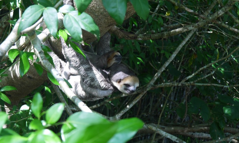 Mommy and Baby Sloth Visiting a Human Family Mommy and Baby Sloth Visiting a Human Family
