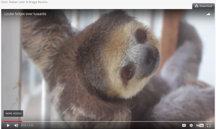 A Very Special Animal: the Sloth A Very Special Animal: the Sloth