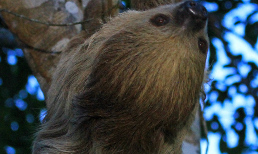 Science Advances publish about Ground Sloth Hunt Science Advances publish about Ground Sloth Hunt
