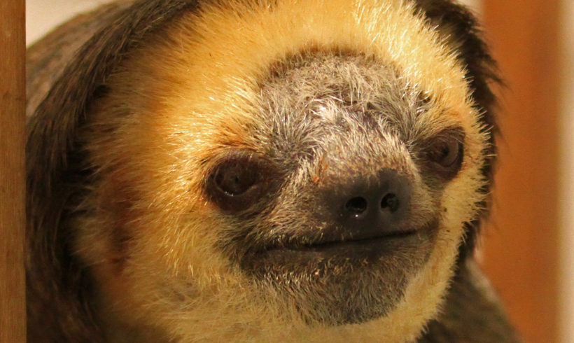 Picture Report Sloth Wellness Center 1 Picture Report Sloth Wellness Center 1