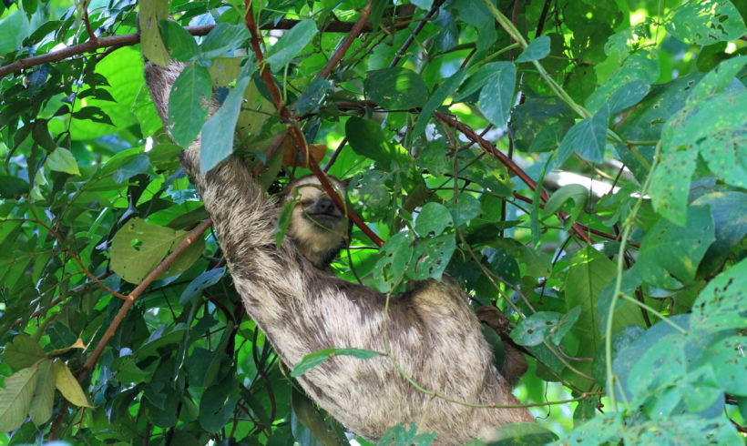 Picture Report Sloth Wellness Center 2 Picture Report Sloth Wellness Center 2