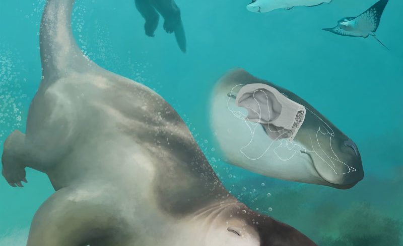 Amazing study about Swimming Sloth Ancestors Amazing study about Swimming Sloth Ancestors