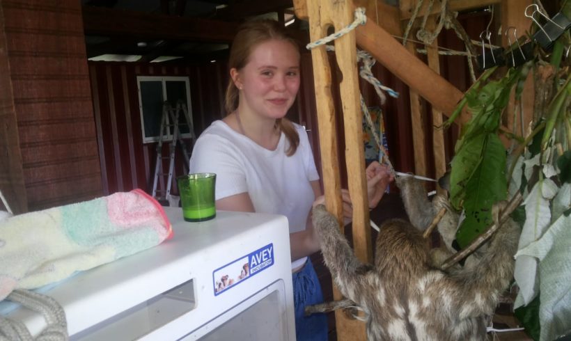 Sloths one year at the Sloth Wellness Center in Saramacca Sloths one year at the Sloth Wellness Center in Saramacca