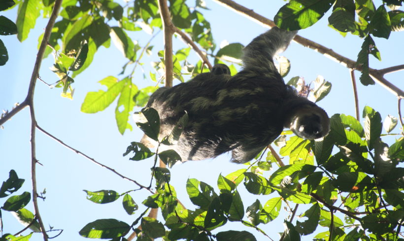 Part 2 – Wildlife Welfare: What it is and why it’s important Part 2 – Wildlife Welfare: What it is and why it’s important