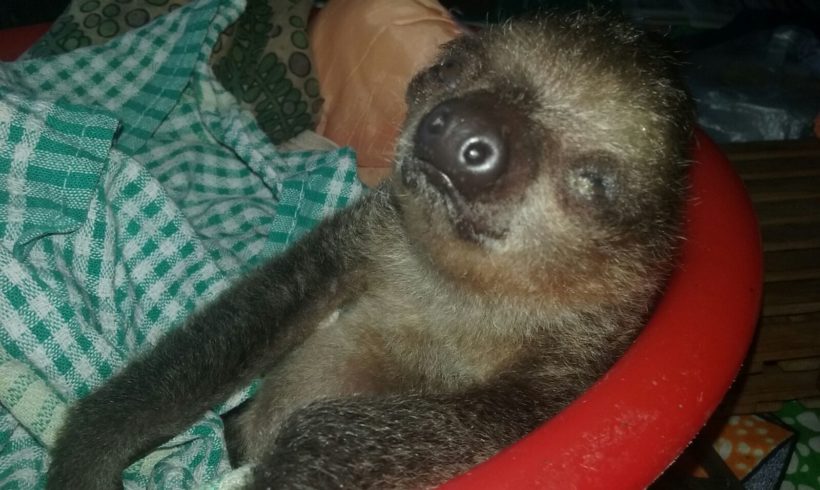 Wildlife Welfare and Sloths Wildlife Welfare and Sloths