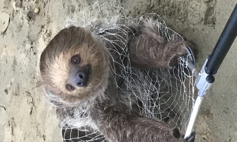 A sloth called Cliff A sloth called Cliff