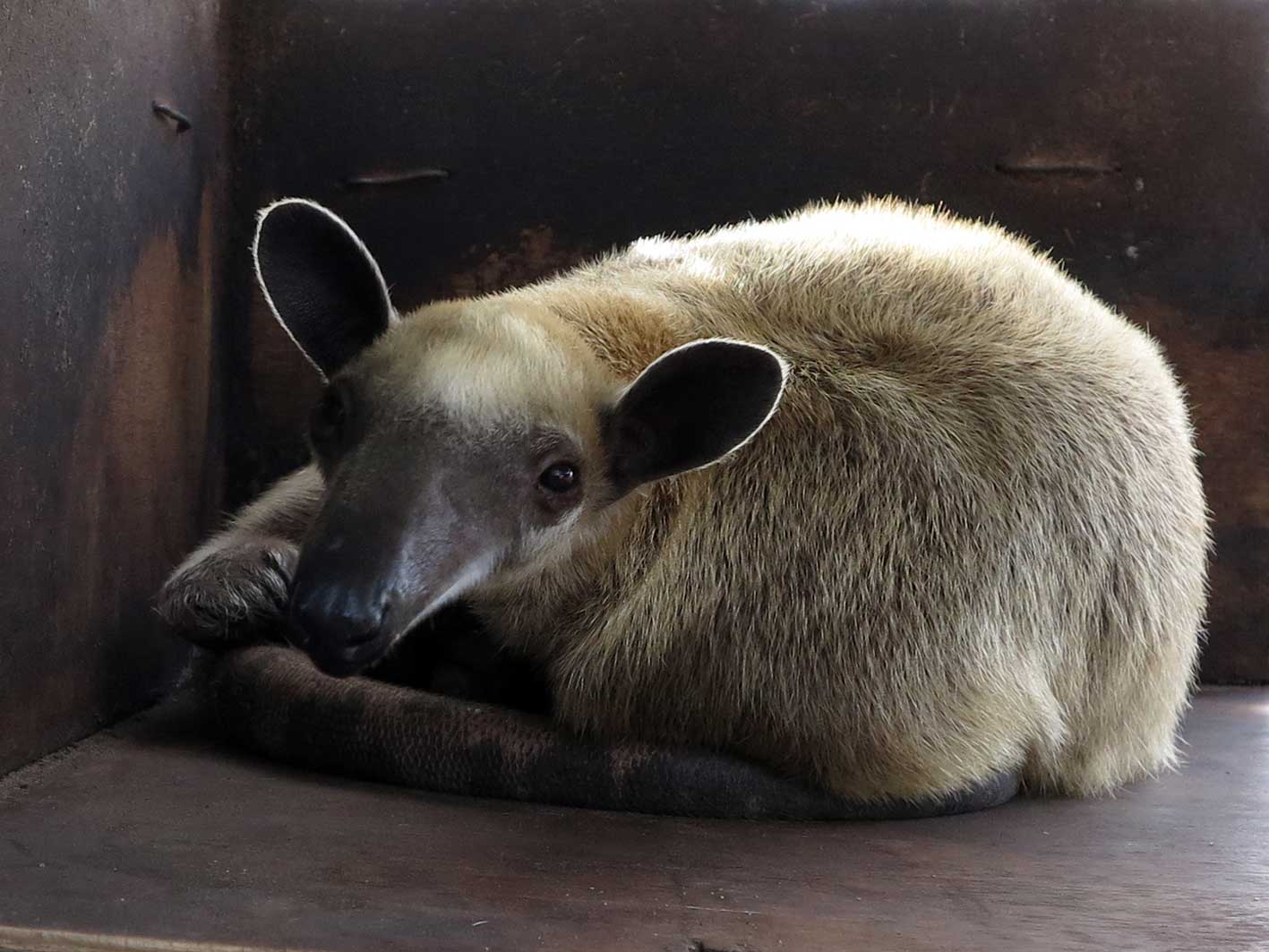 lesser anteater, jade