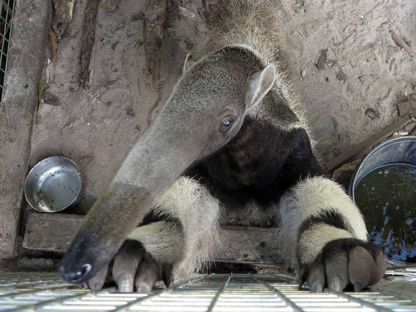 giant anteater, artie