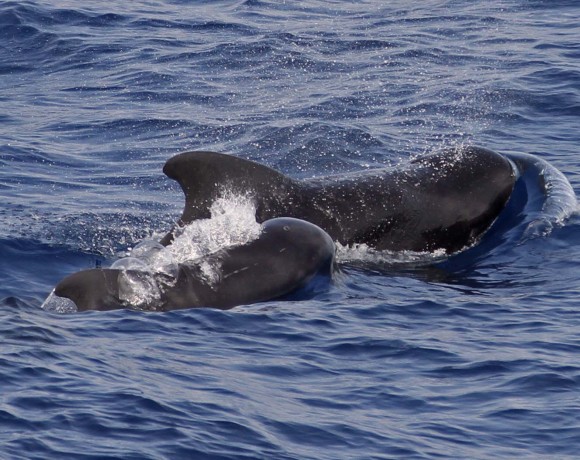 False killer whale with calf © Collectie Green Heritage Fund Suriname