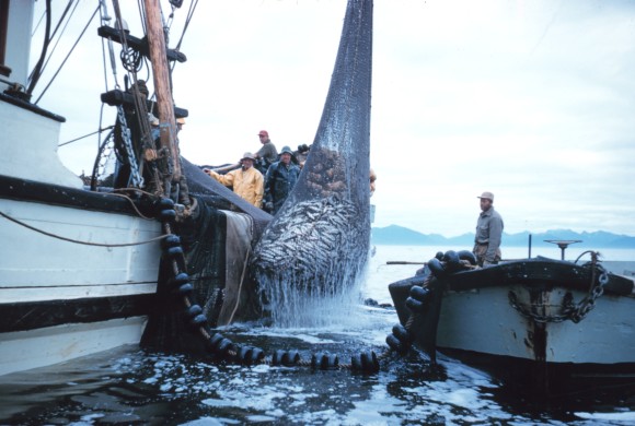 Suriname again votes for whaling 1