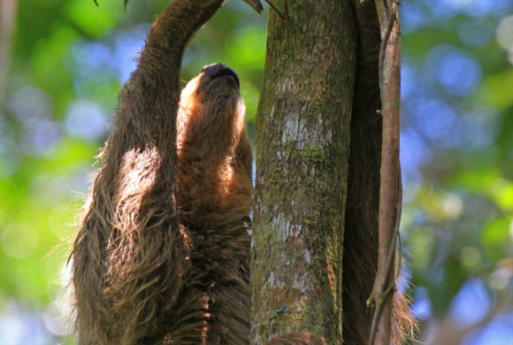 Picture Report Sloth Wellness Center 3 1