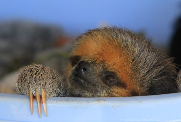 Picture Report Sloth Wellness Center 3 4