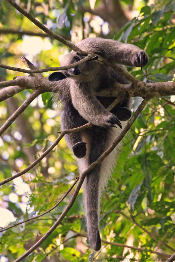 Picture Report Sloth Wellness Center 3 5